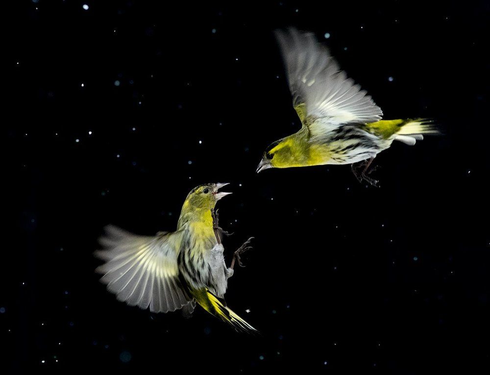 Air battle with snowflakes