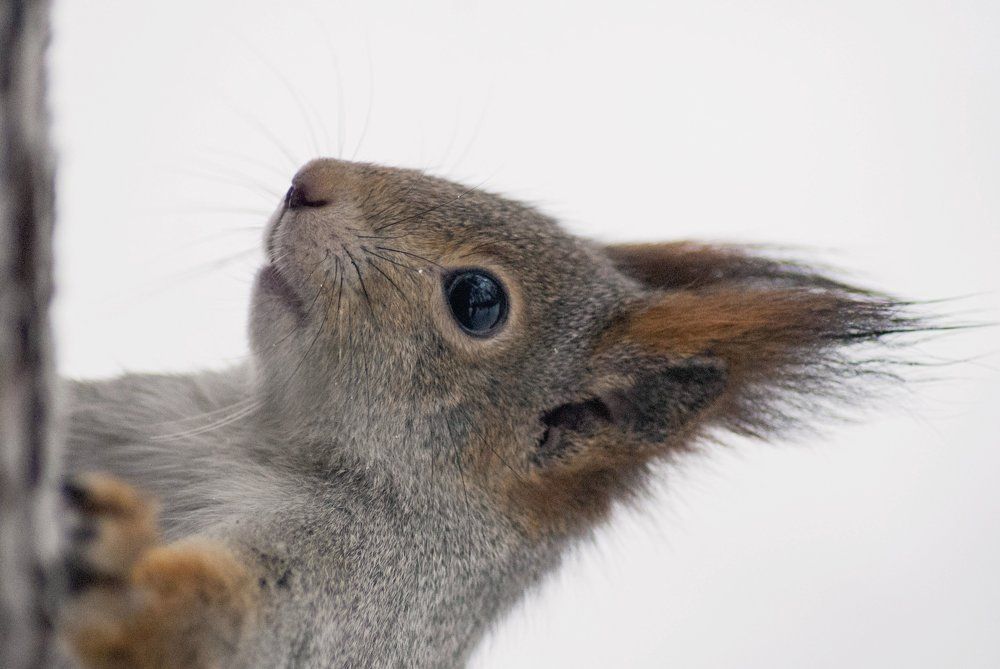 Photograph by Виктор Печищев