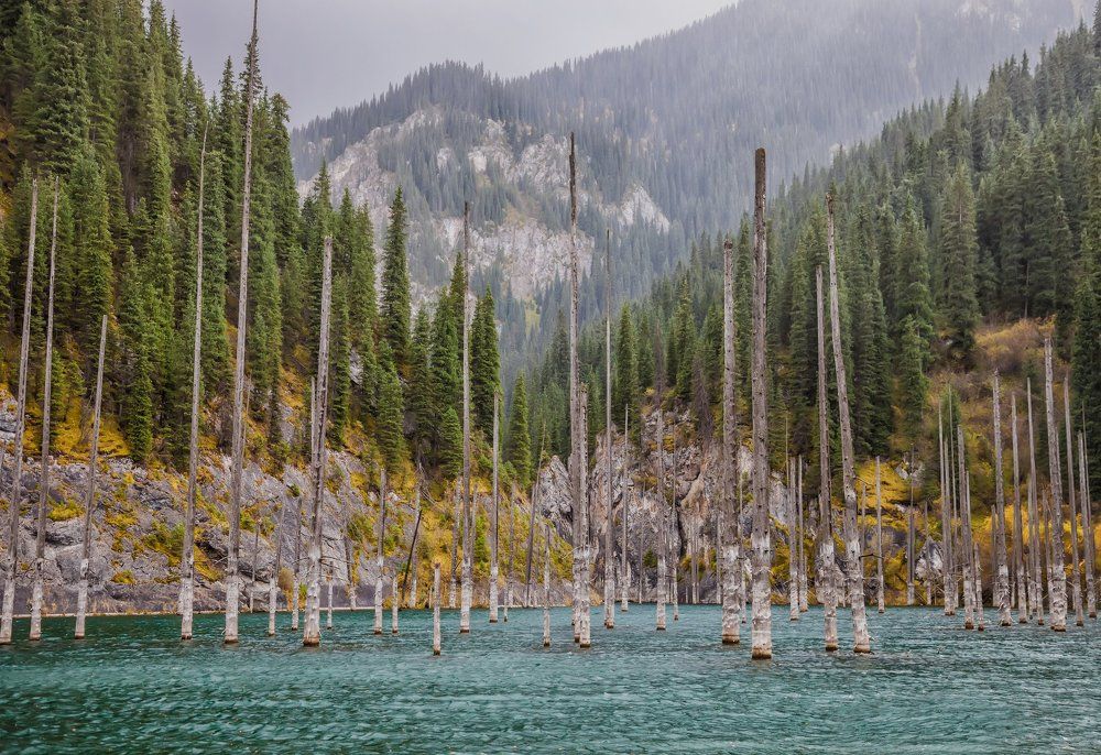 Затонувший лес