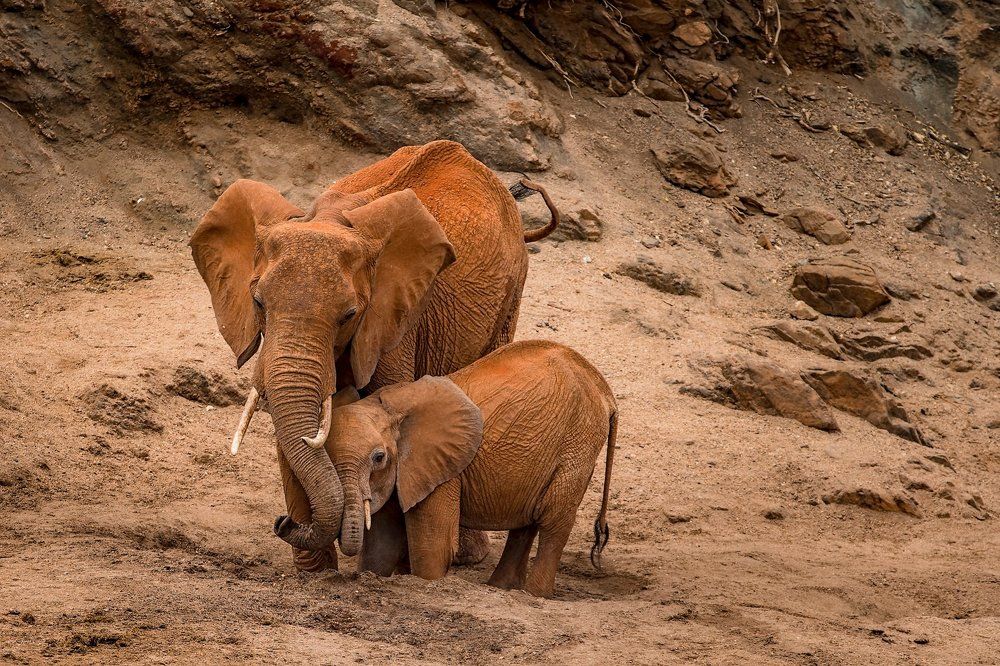 Красные слоны