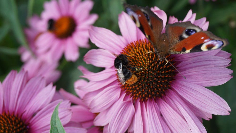 Beautiful Butterfly on a pink flower