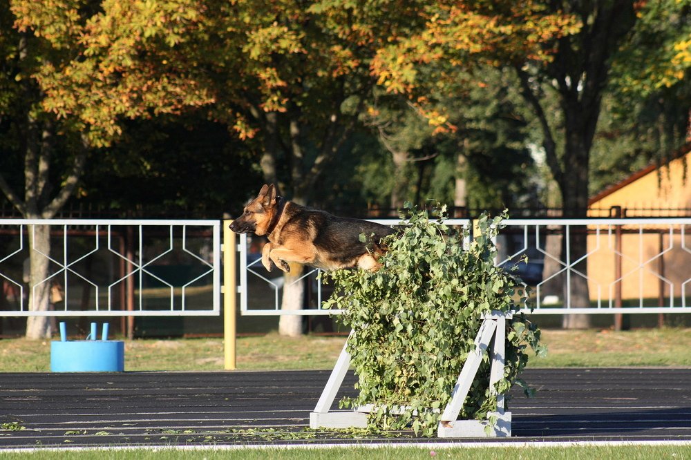 Вперёд к победе