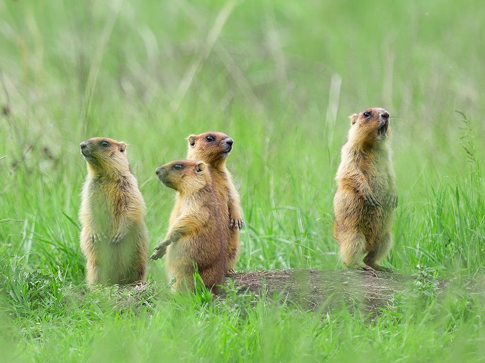 Беспризорники