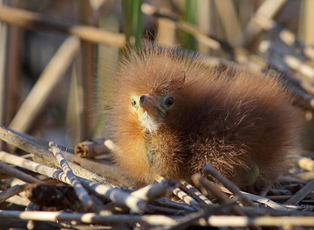 Пушистик или А это что за выхухоль??