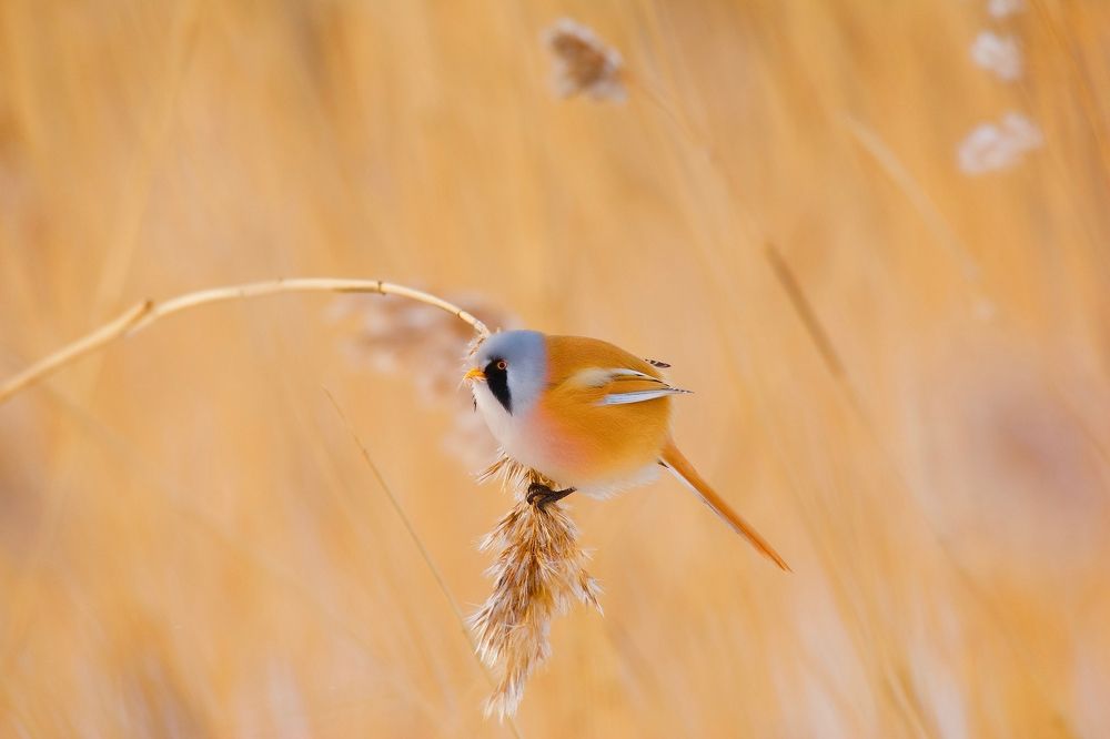 Эскимо на палочке.