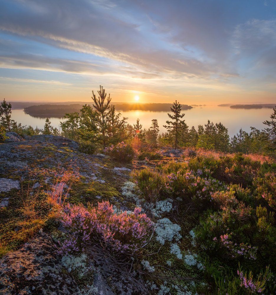 Рассвет на Ладоге с вереском
