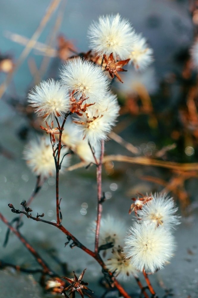 Зимние цветы