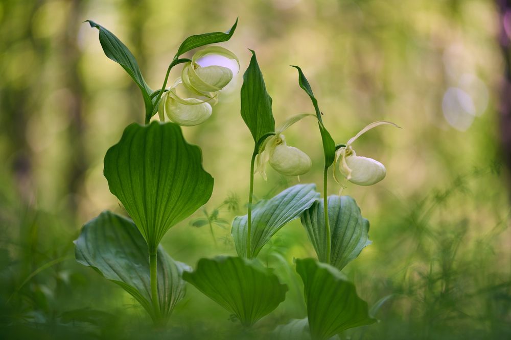 Башмачковый вечер