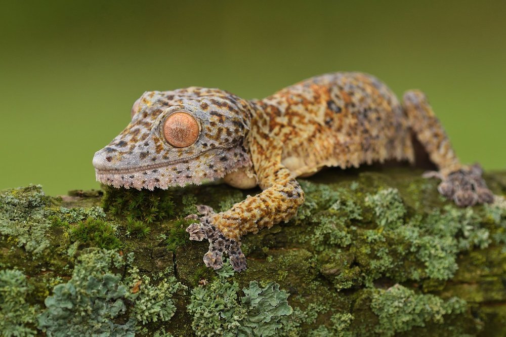 Gecko