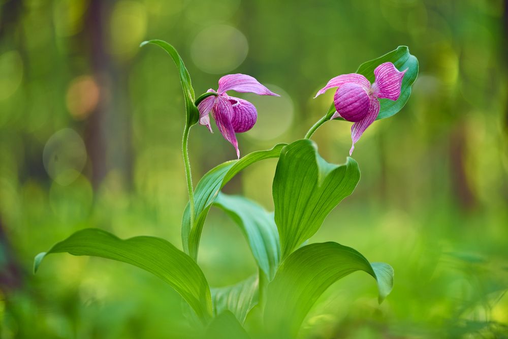 С тобой одной...
