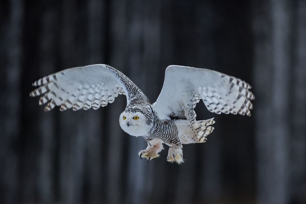 snow owl