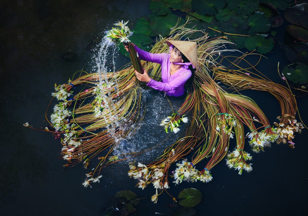 Harvesting lilies