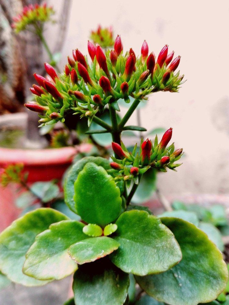 New Born Flower