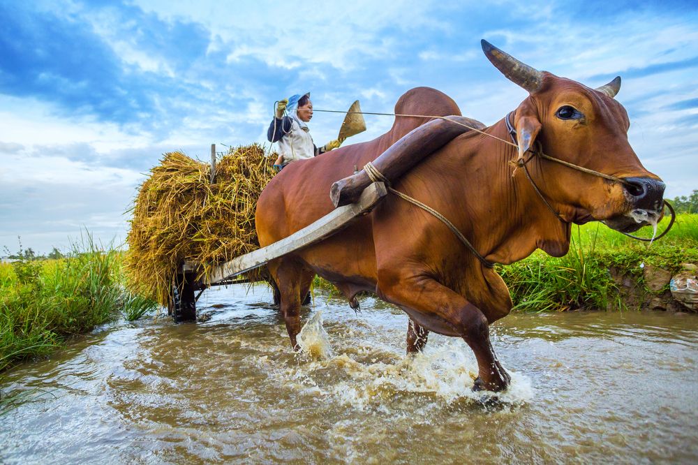 Rural Woman