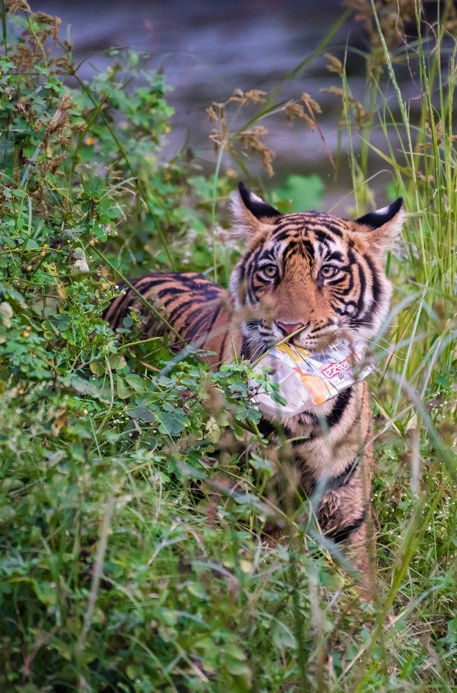 Cleaning Own Habitat
