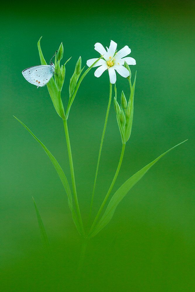 Лесной этюд с Аргиадой