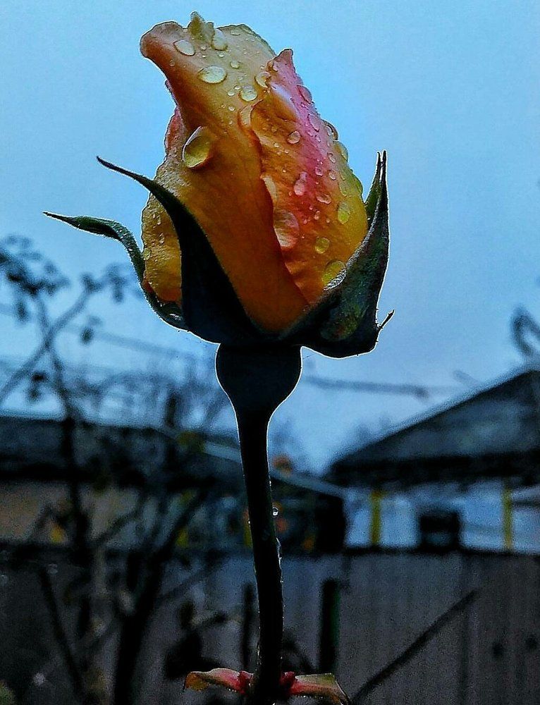 Белая роза !