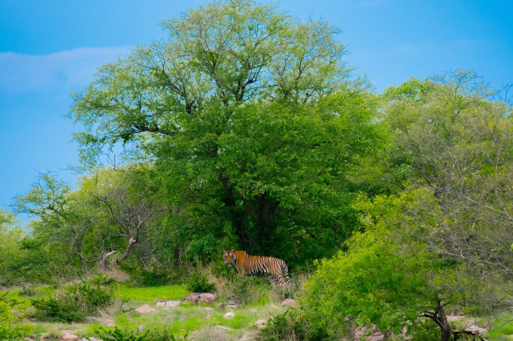 Monsoon habitat of a tiger