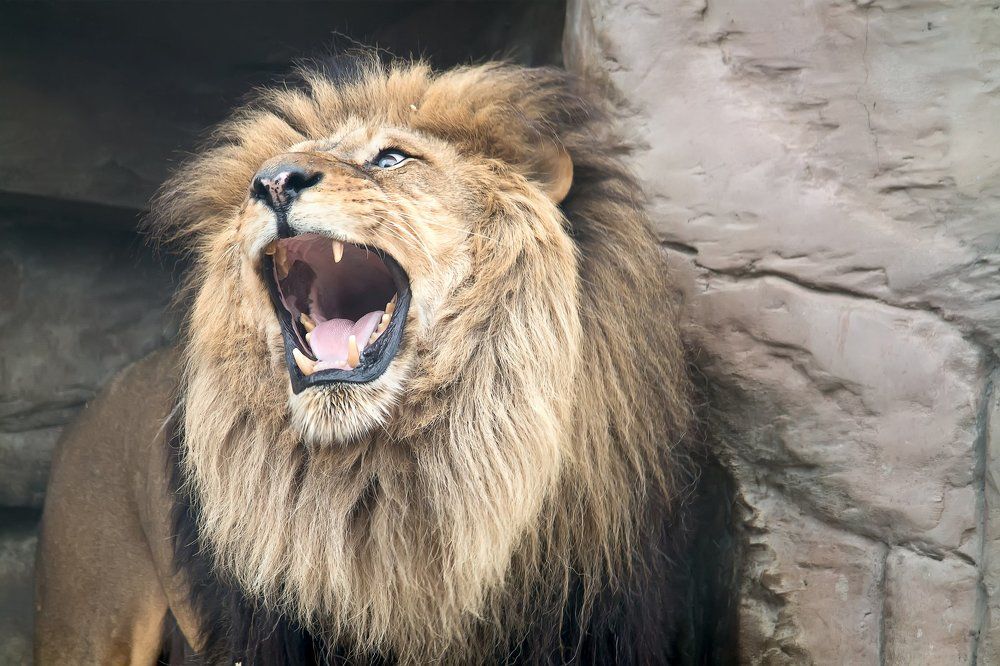 Predatory animal a lion publishes roar