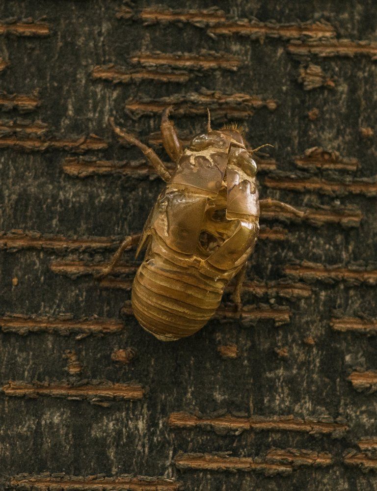 Сбросила шкуру