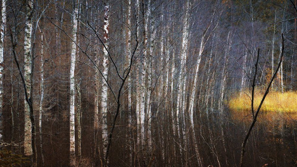 Магия болот.