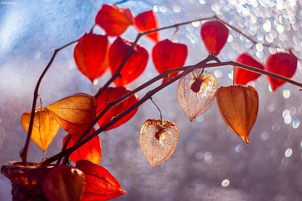 Солнечный физалис.