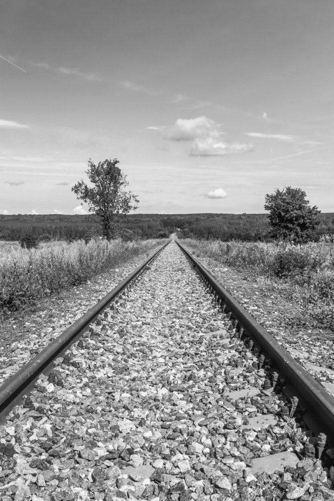 Между двух деревьев...