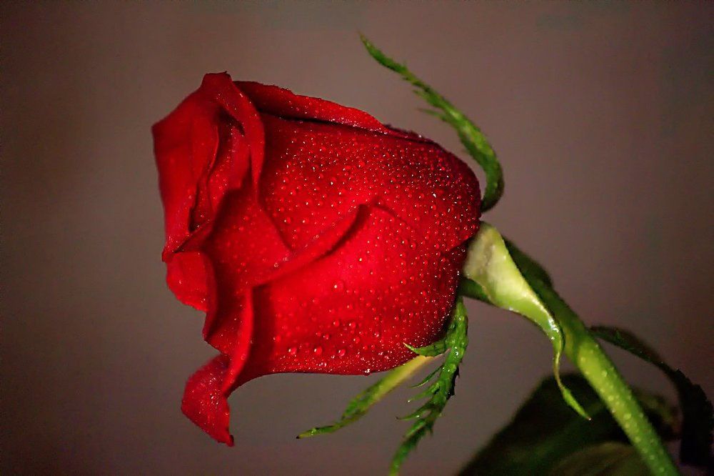 В бриллиантах