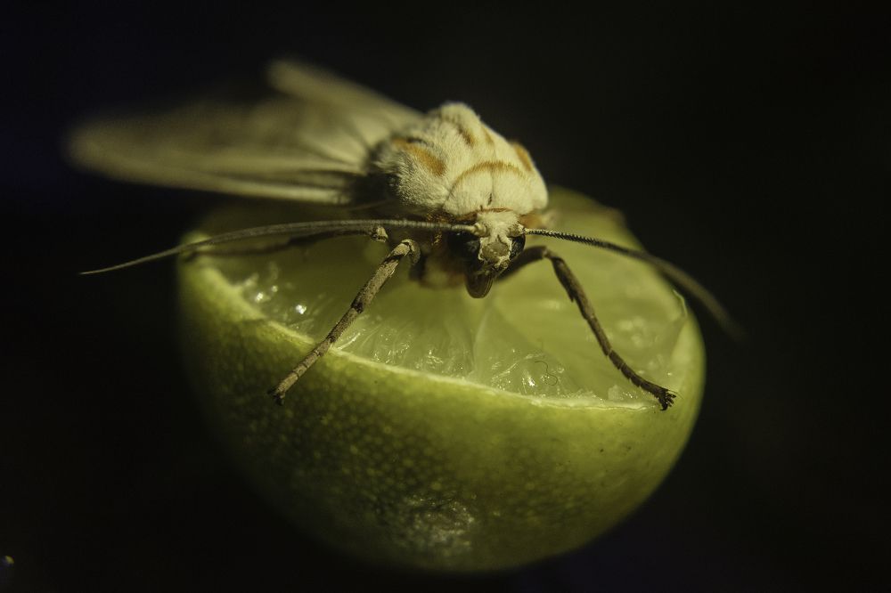 The moth and lemon