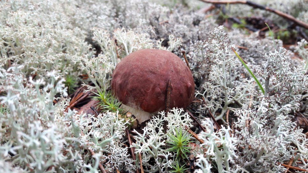 Гриб боровик