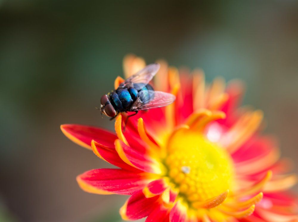 Муха-цокотуха