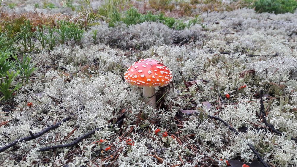 Мухомор - красавчик!