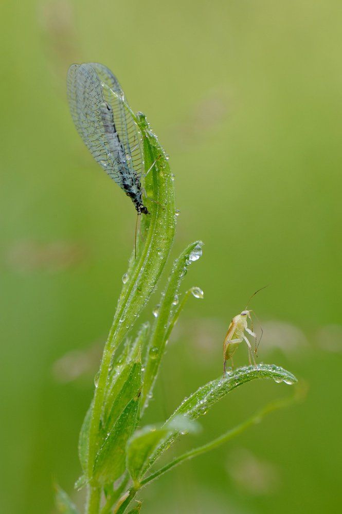 Альпинисты.