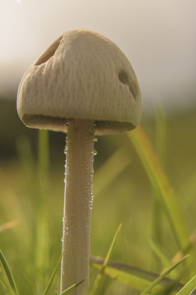 the fungus and the dew