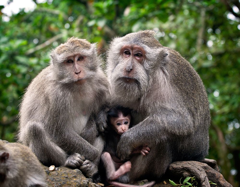 Семейный портрет в интерьере