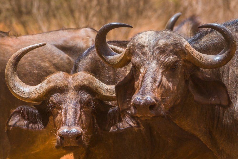 Буйволы, как они есть.