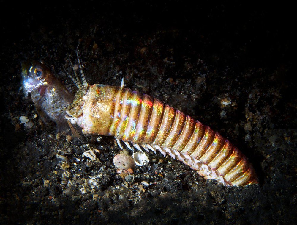 Успешная охота