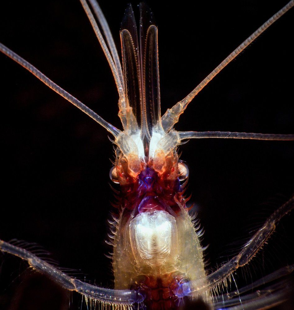 Портрет креветки-боксёра