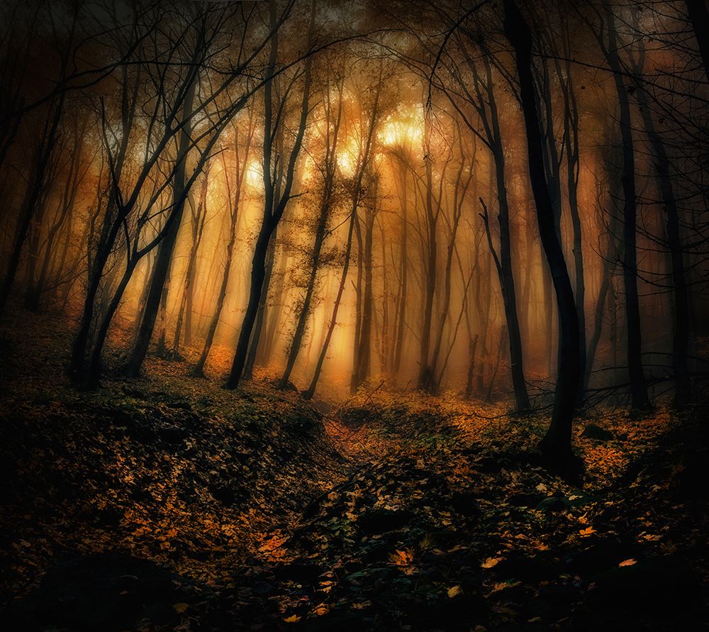 In to the magic wood