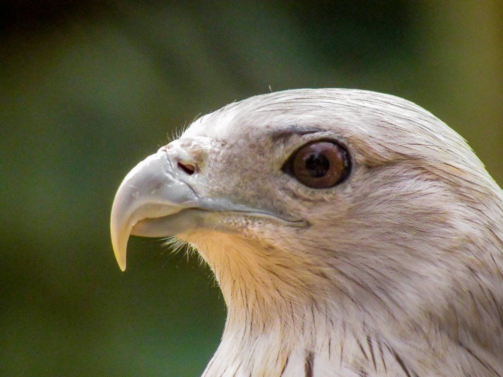 Upclose with a Brahminy Kite