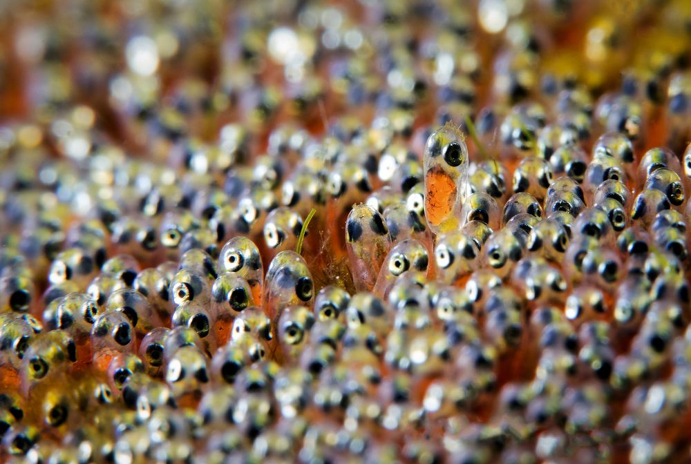 Новое поколение