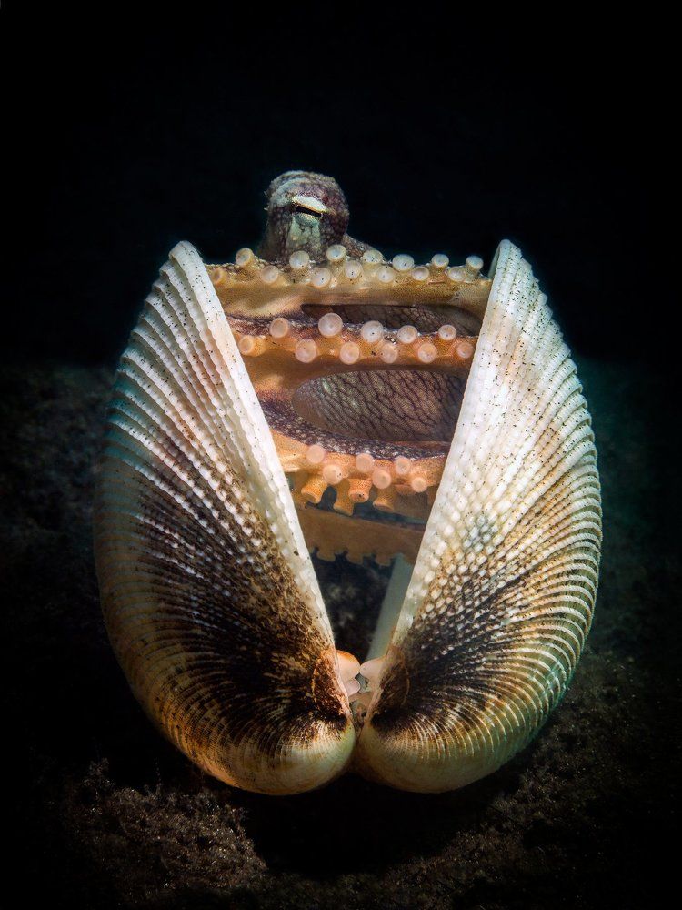 Кокосовый осьминог