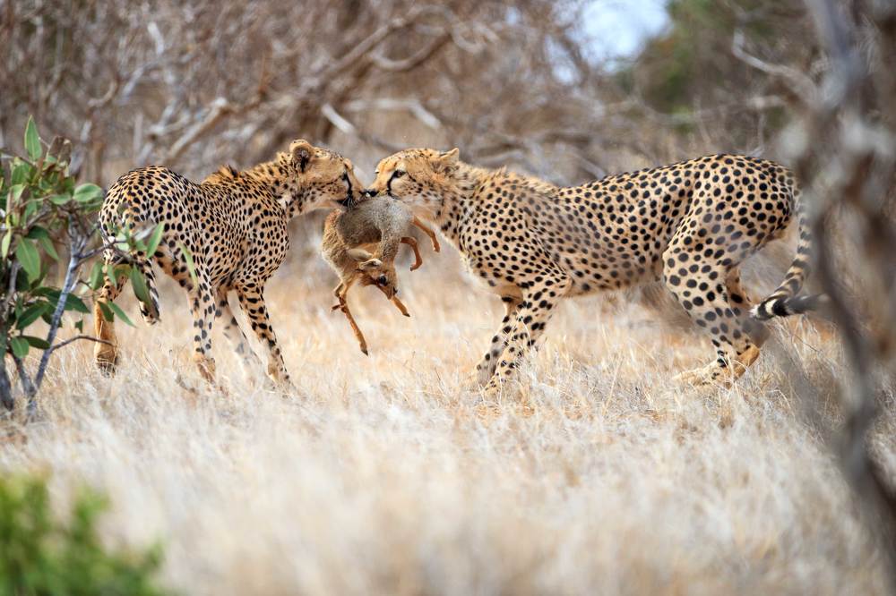 Гепарды делят дик-дика