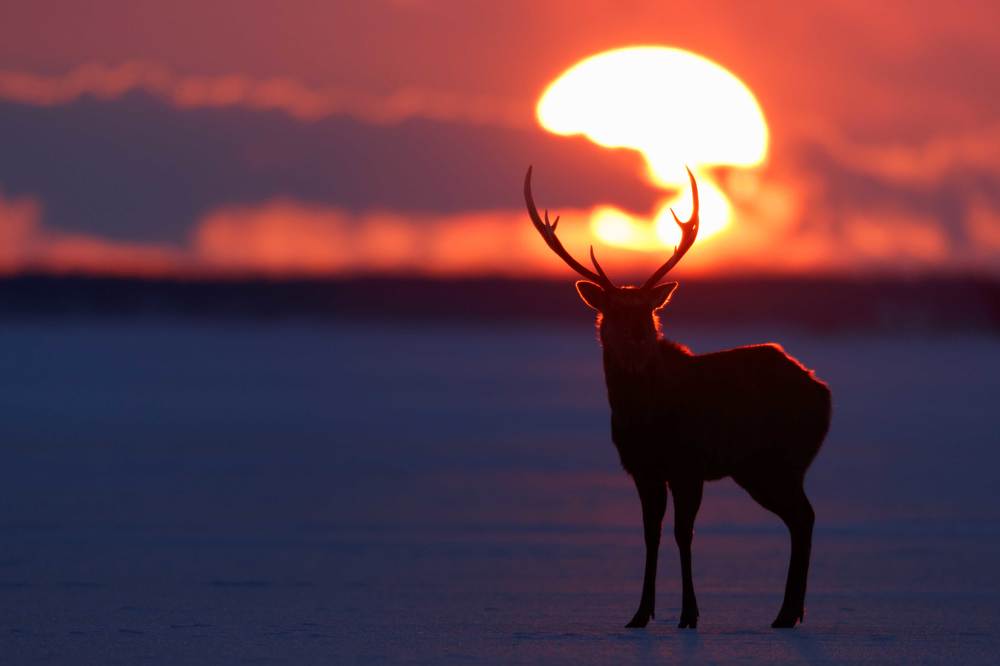 Несущий солнце.