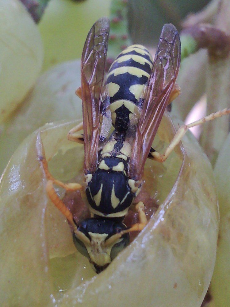 The wasp