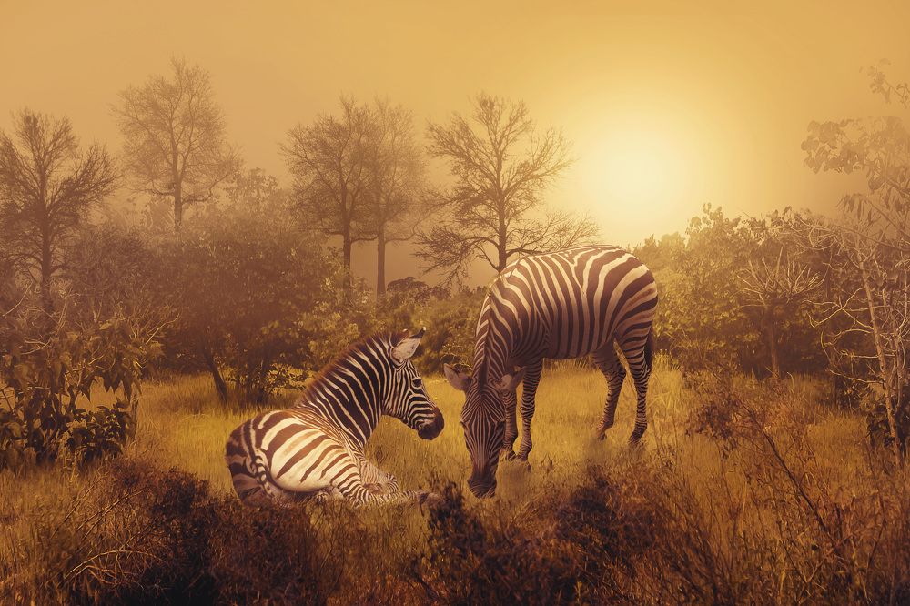 Zebras