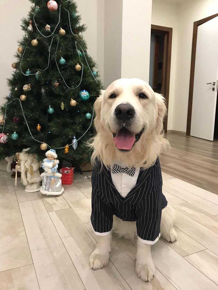 мой год