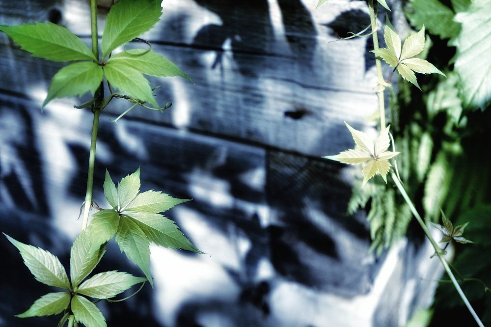 солнечные листья