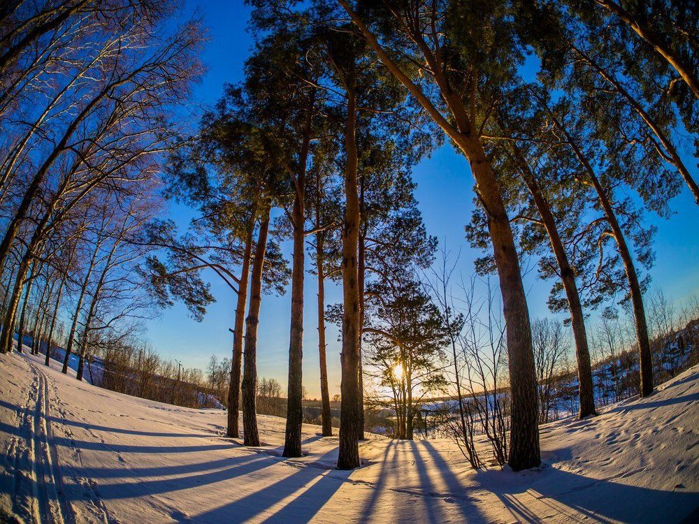 В зимнем парке