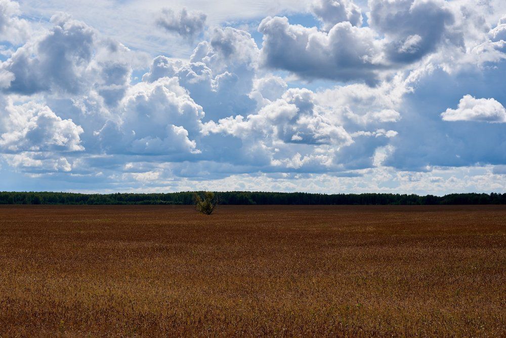 Пшеничное поле
